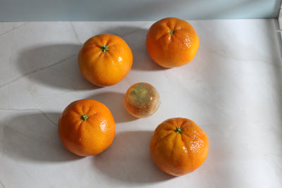 Wild sweet orange Tea globe